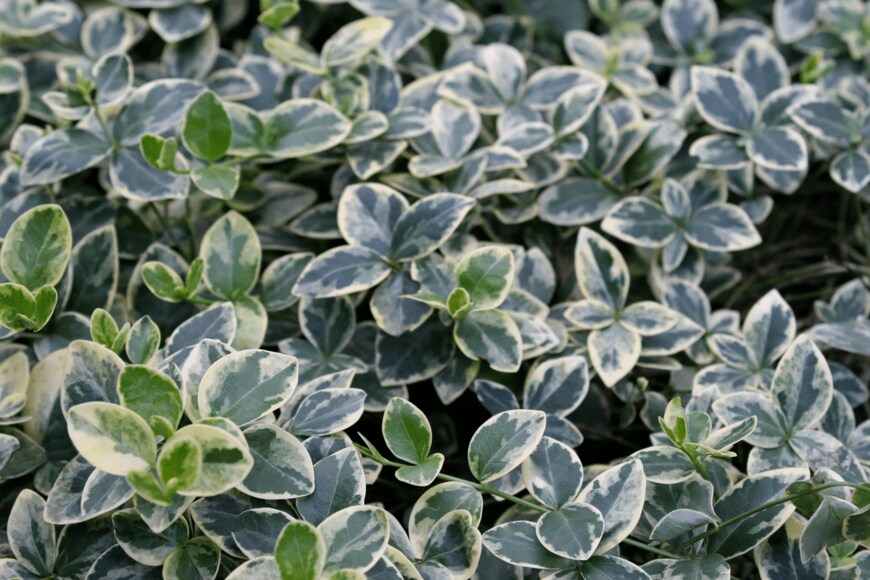 Natalka De/shutterstock.com