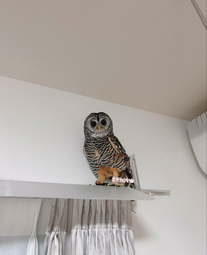 出所：@kanata_akas