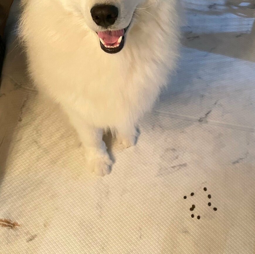 出所：@samoedsoran