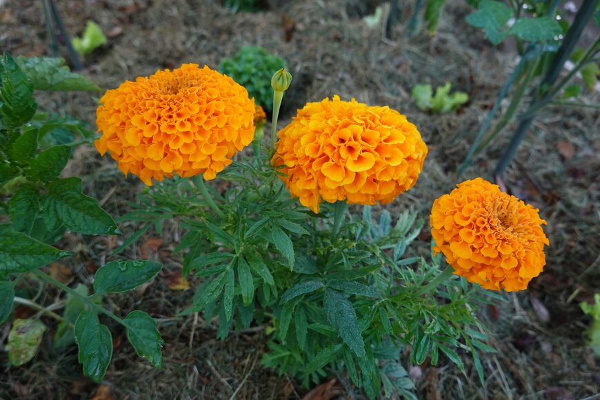 Toni Jardon/istockphoto.com