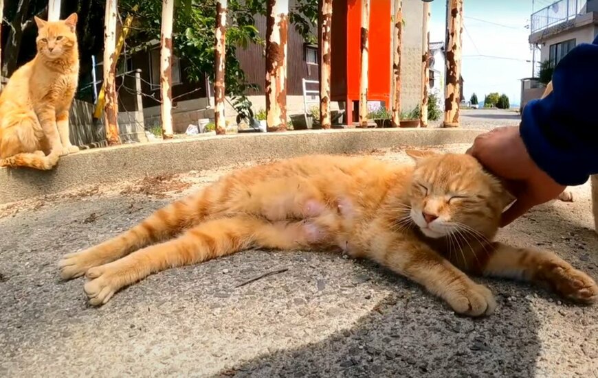 出所：@ImpressedCatVideo