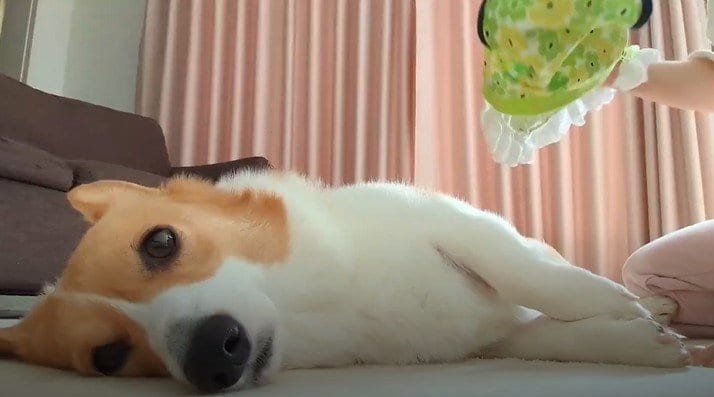 出所：@komachiaya_