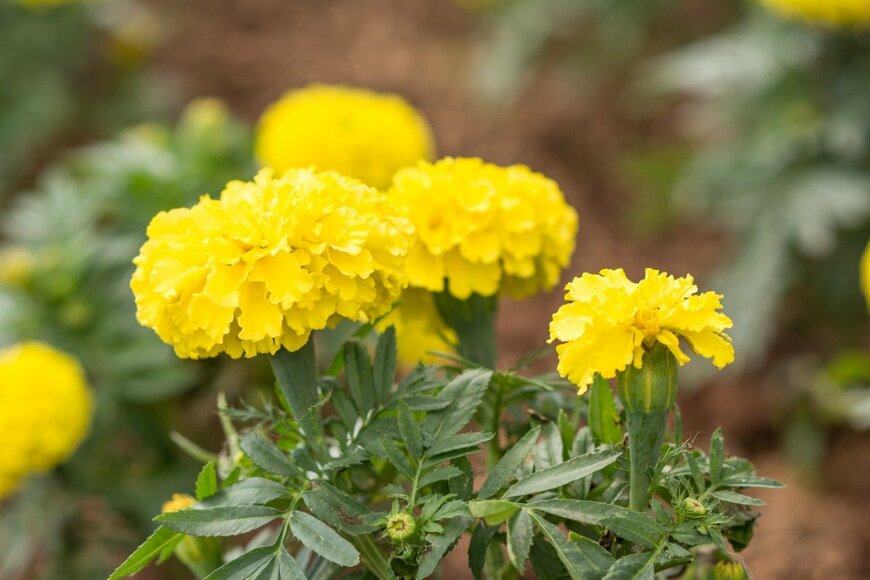 lertsakwiman/istockphoto.com