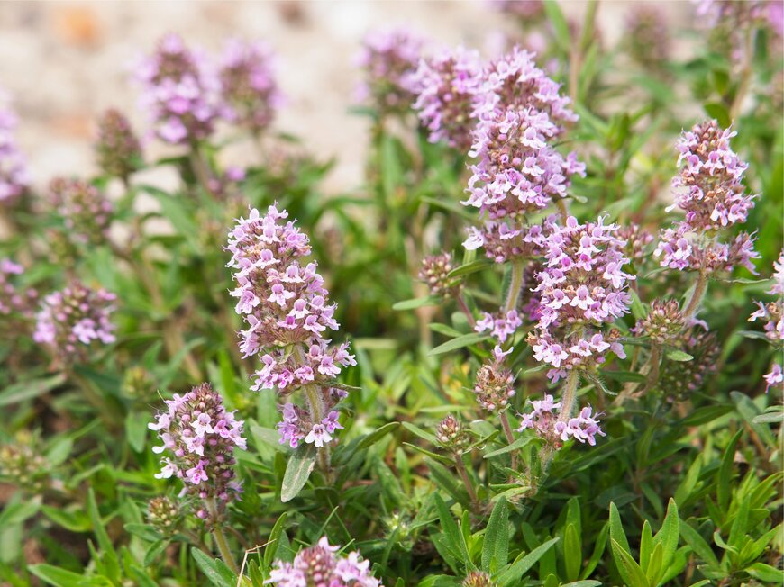 Emilio100/shutterstock.com