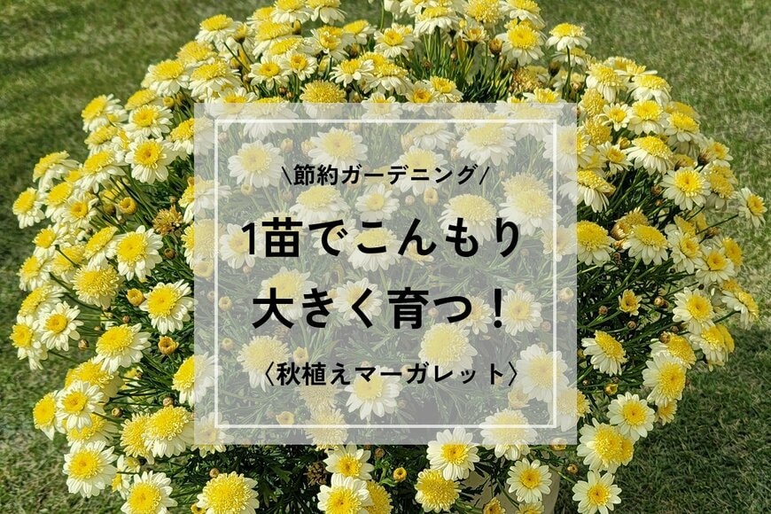 【今が植えどき】1苗で大きく育つ「長く咲く花」はコレ！マーガレットの秋植えで叶う節約ガーデニング
