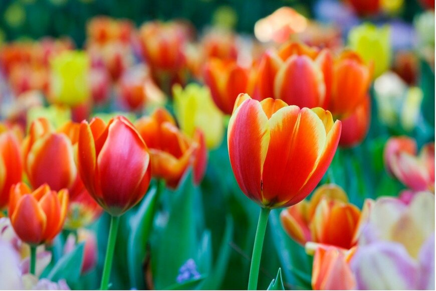 mangpor_2004/istockphoto.com