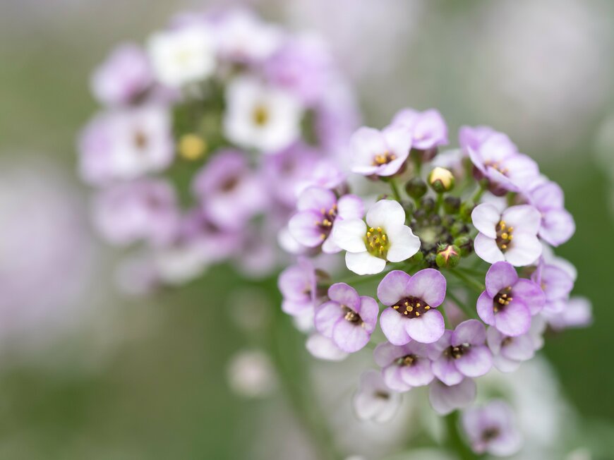 Alyssum/Shutterstock.com