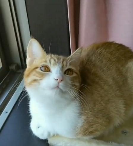 出所：@mero627puri914