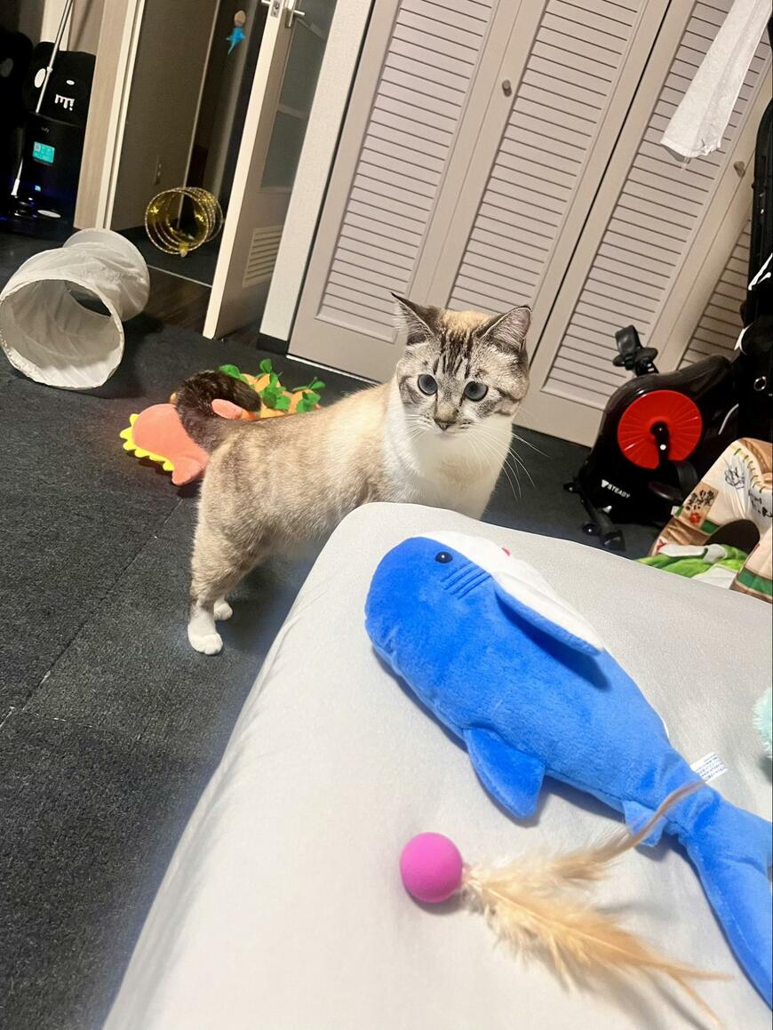 出所：@89maro_neko