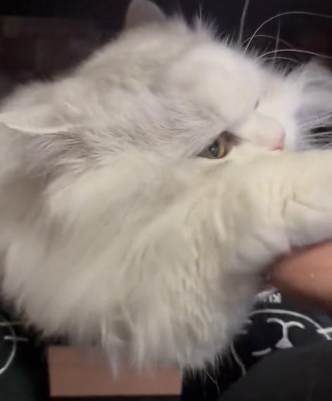 出所：@NEKOLAND13