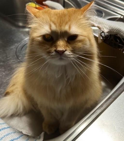 出所：@NEKOLAND13 