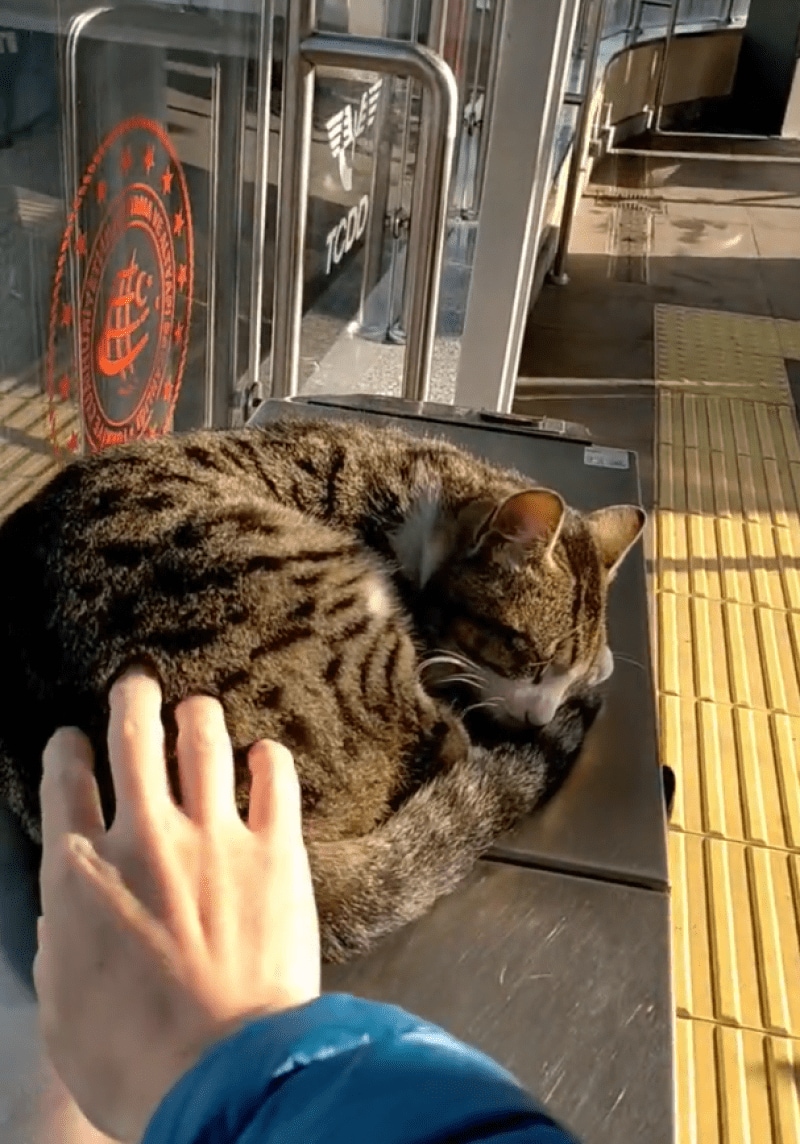 出所：@nekosanpoch