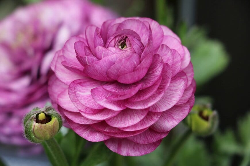 Natalia Greeske/shutterstock.com