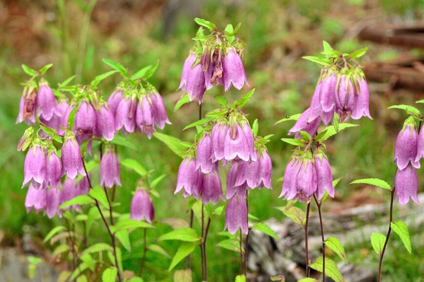 sinmaidesu/istockphoto.com