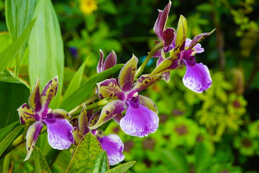 Natalia van D/shutterstock.com