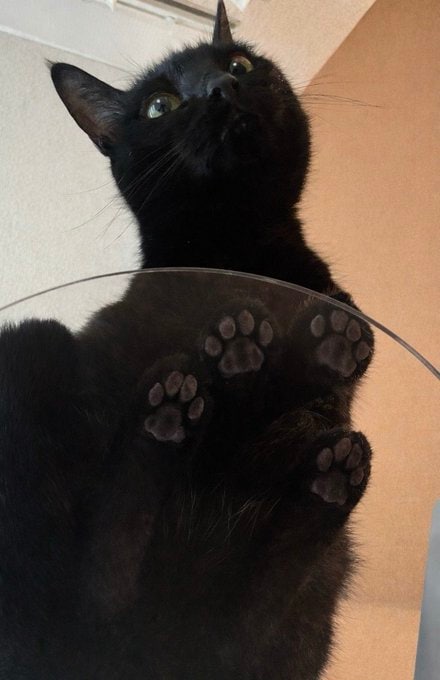 出所：＠Teagle_Noir