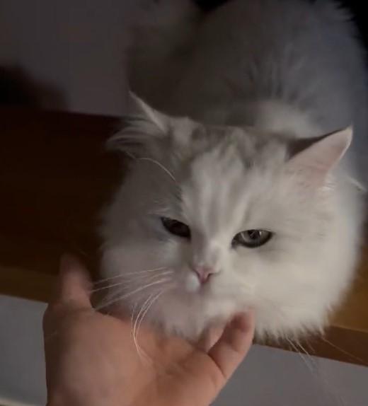 出所：@NEKOLAND13