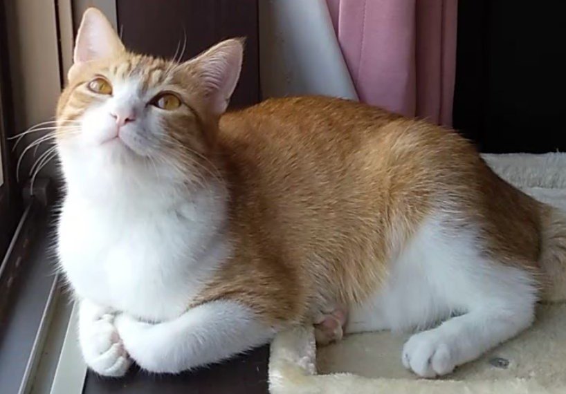 出所：@mero627puri914