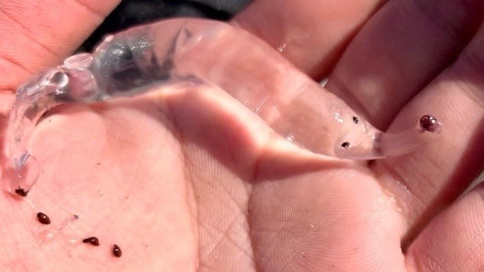 出所：@turisaitama