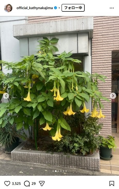 出所：キャシー中島のInstagram（＠official_kathynakajima）参照日：2025年11月10日