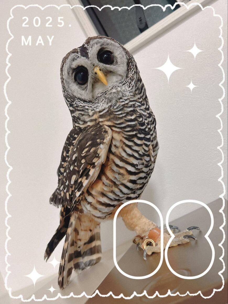 出所：@kanata_akas