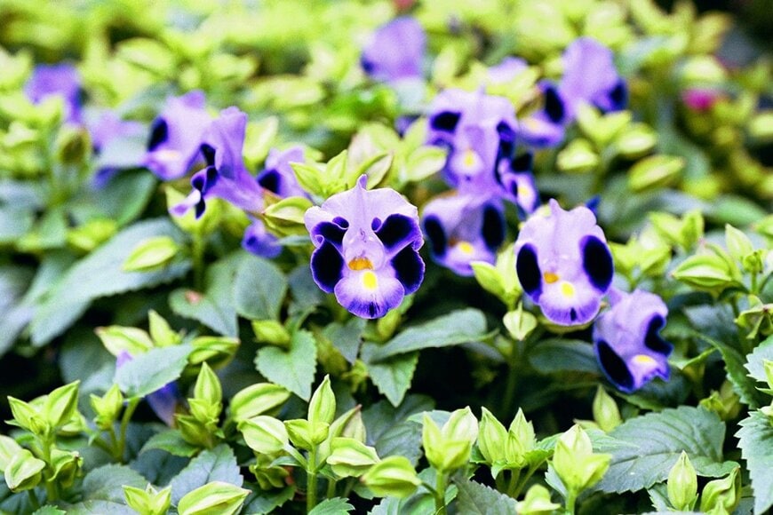 Cheryl Ann Meola/shutterstock.com