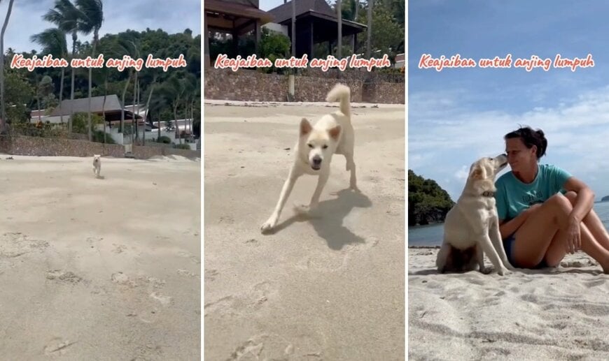 出所：<u><a href="https://www.tiktok.com/@jambidoglover/video/7654465976326475016" target="_blank">@jambidoglover</a></u>
