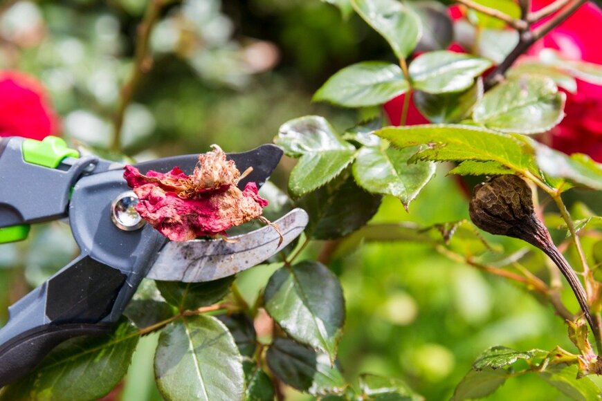 CatherineL-Prod/istockphoto.com