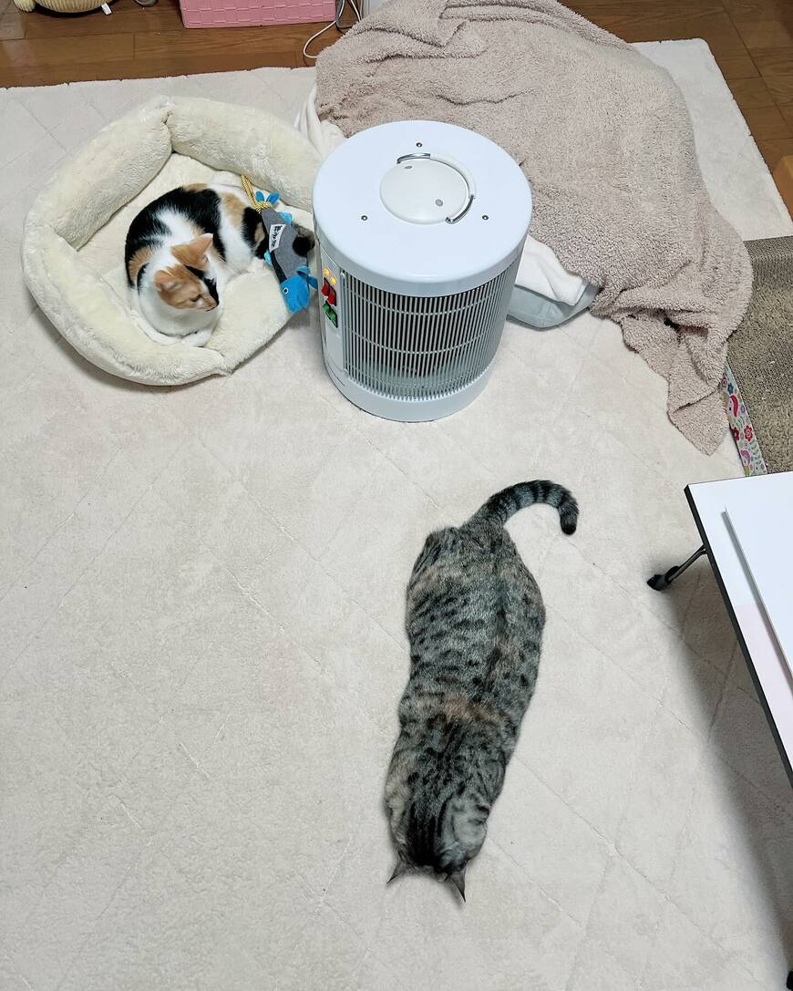 出所：@hikaitimilky