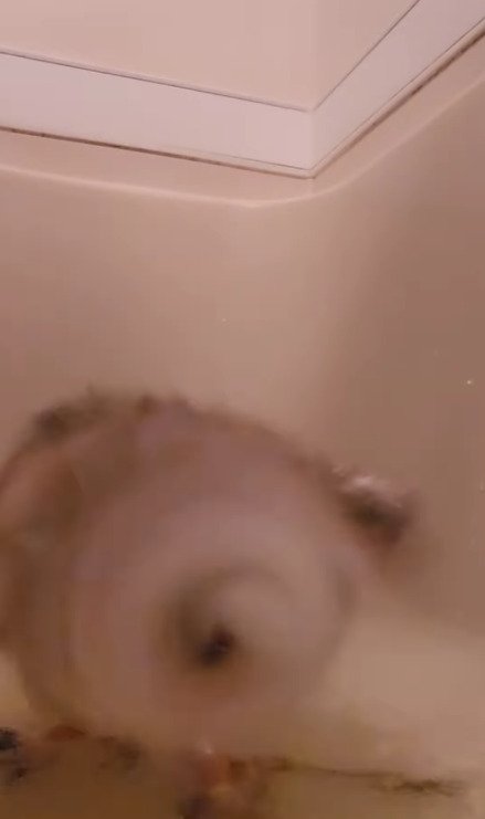 出所：@miki4wan108