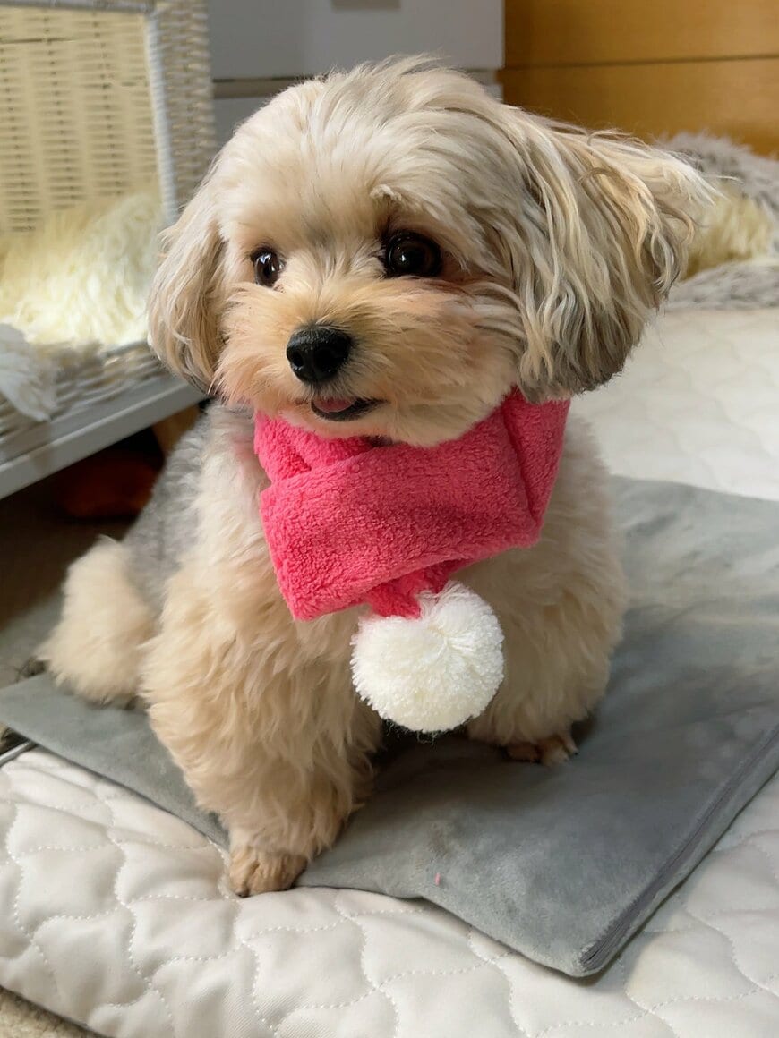 出所：@potage_0924