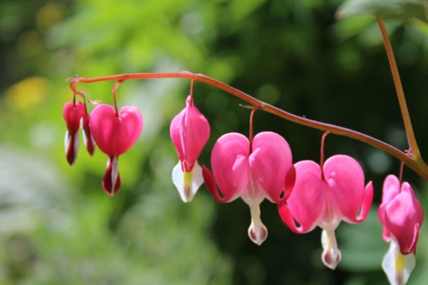 Eva Krasenska/shutterstock.com