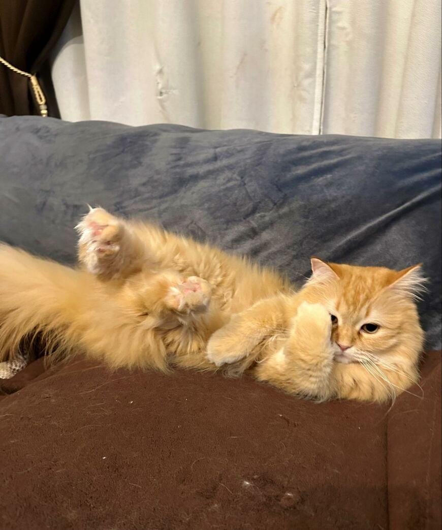 出所：@NEKOLAND13