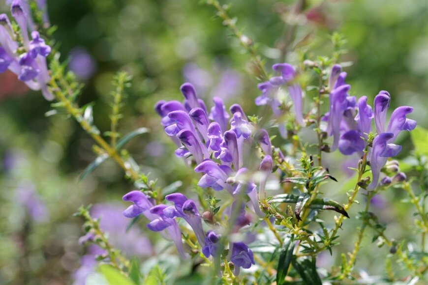 Honki Kumanyan/shutterstock.com