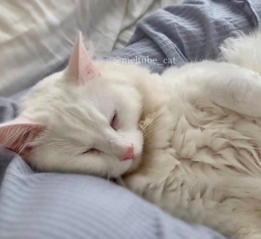 出所：@meltube_cat
