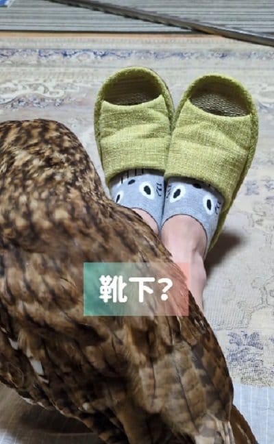 出所:@mori_luna_tawny_owl