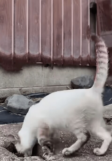 出所：@ImpressedCatVideo