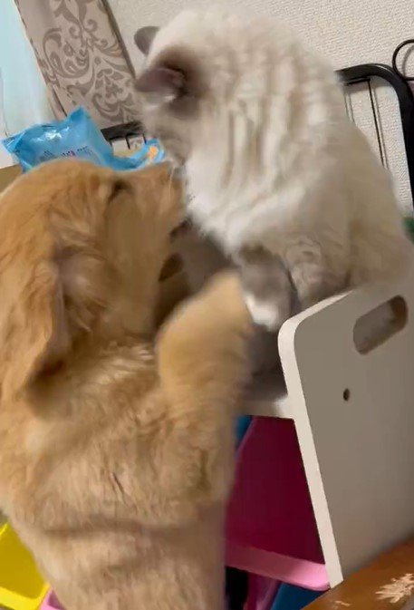 出所：@pu_channeldesu