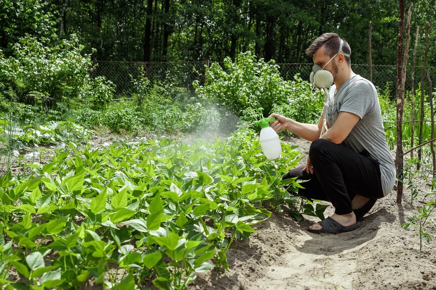 【家庭菜園の虫除け対策】農薬を使わず野菜を守る！虫を近づけないコツも紹介