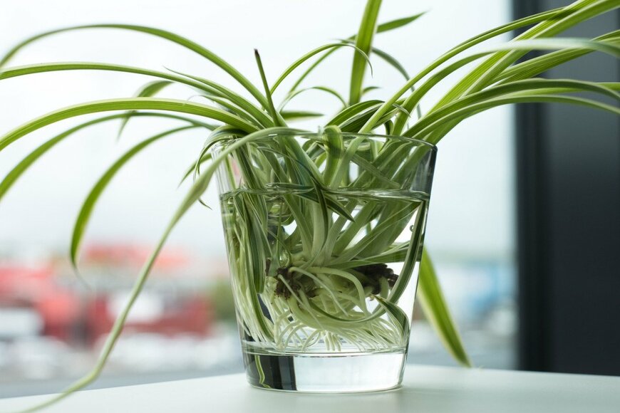 【ガーデニング】オススメ観葉植物6選〈水挿し〉で涼やかインテリアグリーン