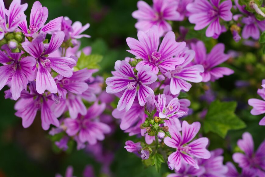 【ガーデニング】庭や花壇にカワイイ花が咲く！オシャレなハーブおすすめ10選、癒やしの香りも楽しんで