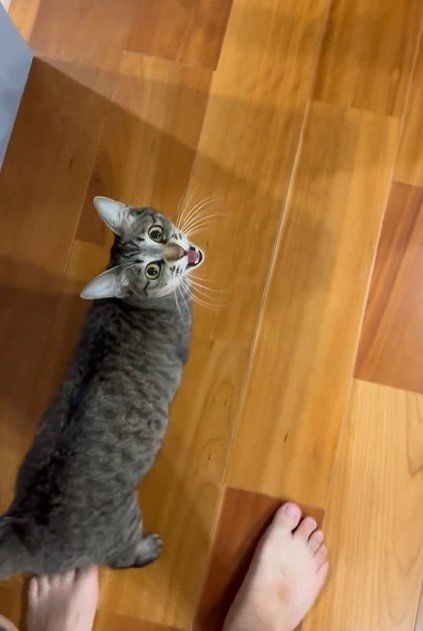 おしゃべりする猫