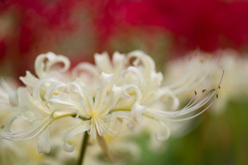 白いリコリスの花