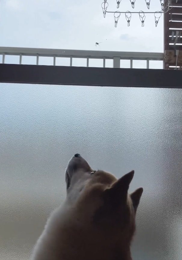 目を離せない犬