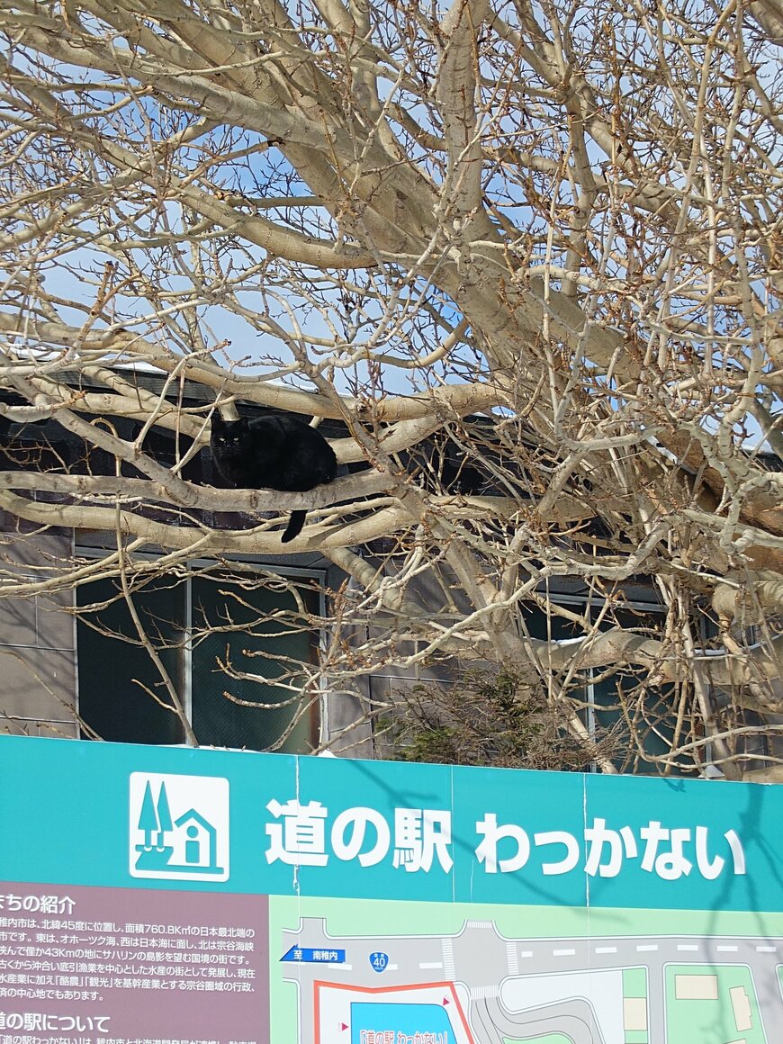 木の枝の上にいる猫ちゃん