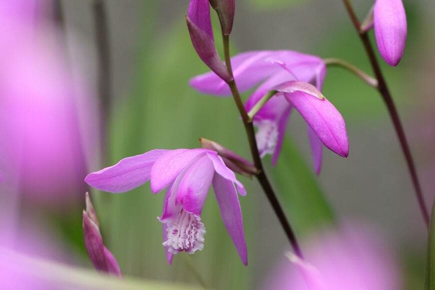 紫色の花を咲かせているシラン