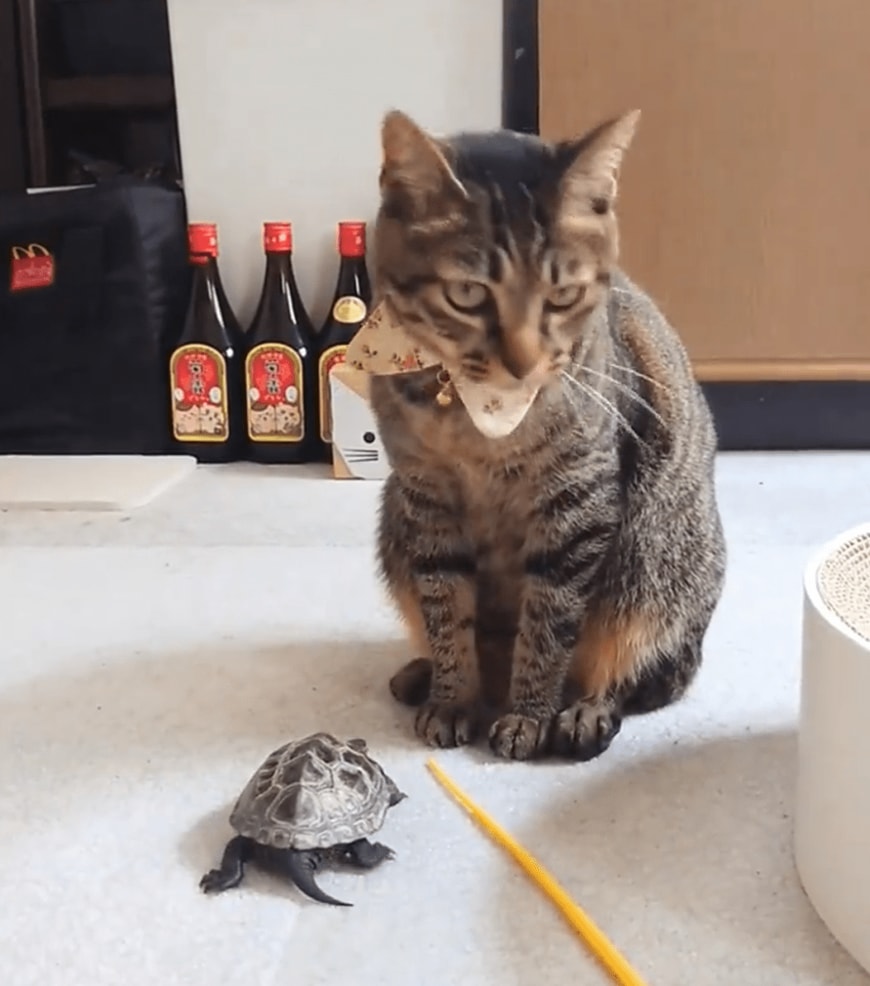 猫と亀