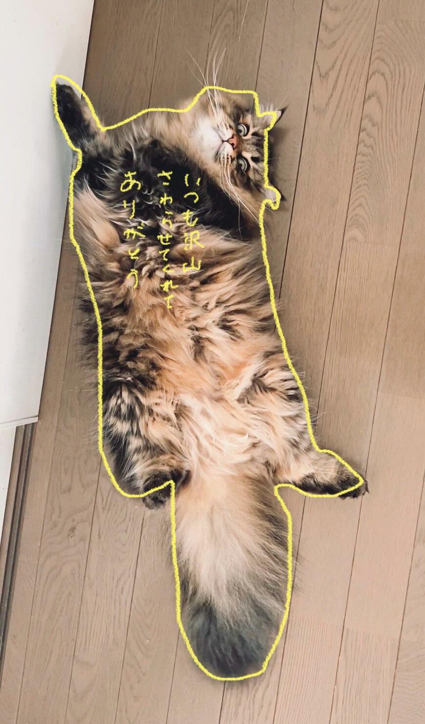 猫のおさわりマップ