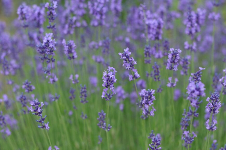 紫色の花がきれいなラベンダー畑