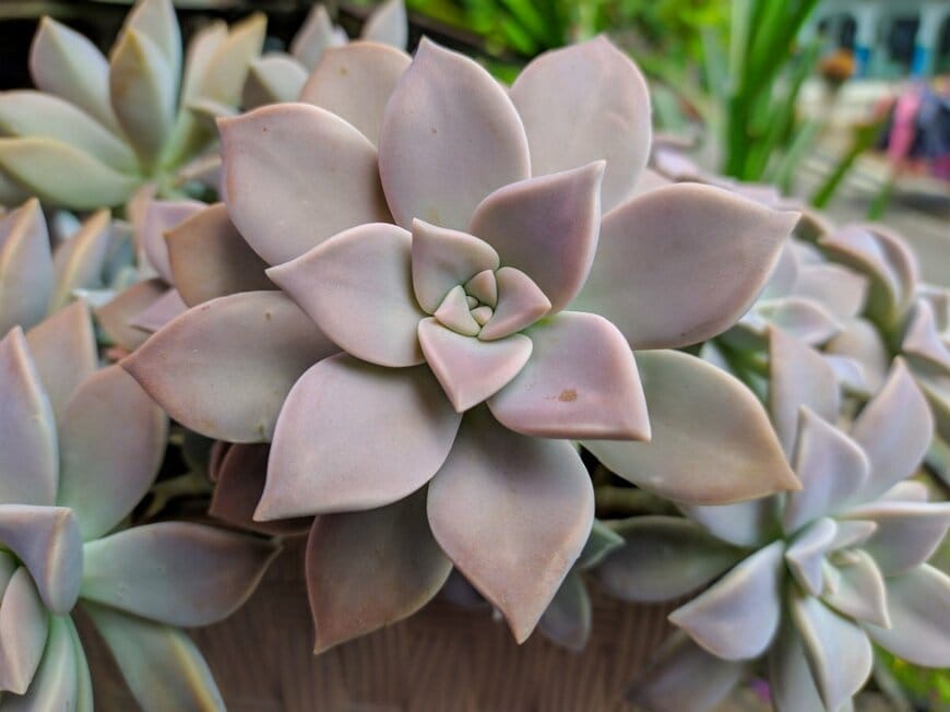 白みを帯びた淡い紫色の葉を広げている、グラプトペタルム・おぼろづき